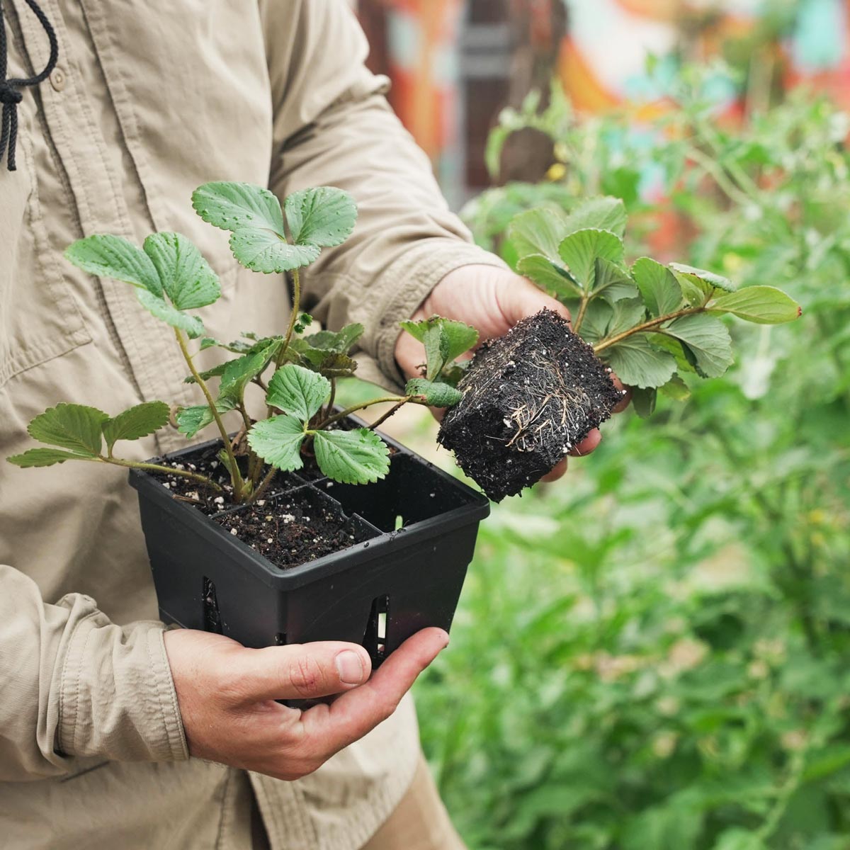 Premium Seed Starting Kit for Gardeners