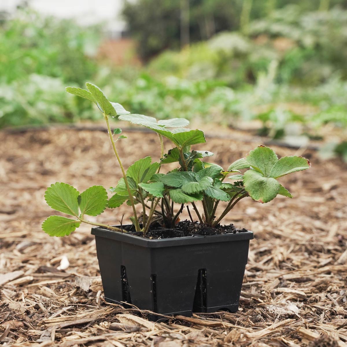 Premium Seed Starting Kit for Gardeners