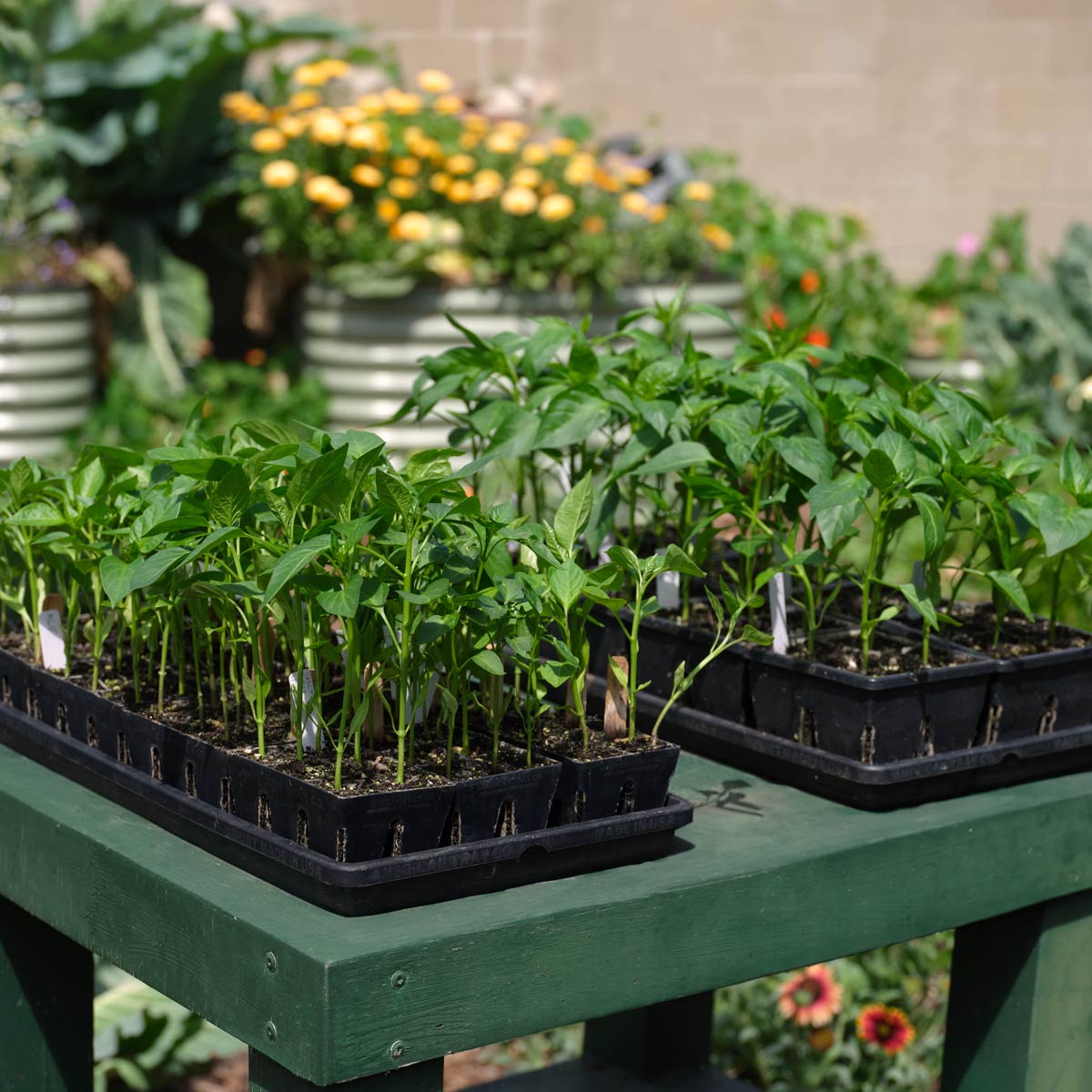 Premium Seed Starting Kit for Gardeners