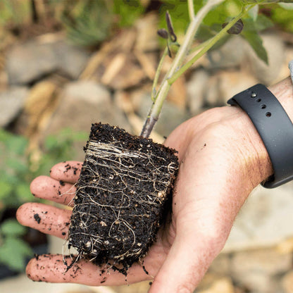 Premium Seed Starting Kit for Gardeners